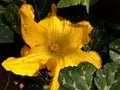 Kumda or pumpkin is a terrestria,Its flower is yellow colored, Royalty Free Stock Photo